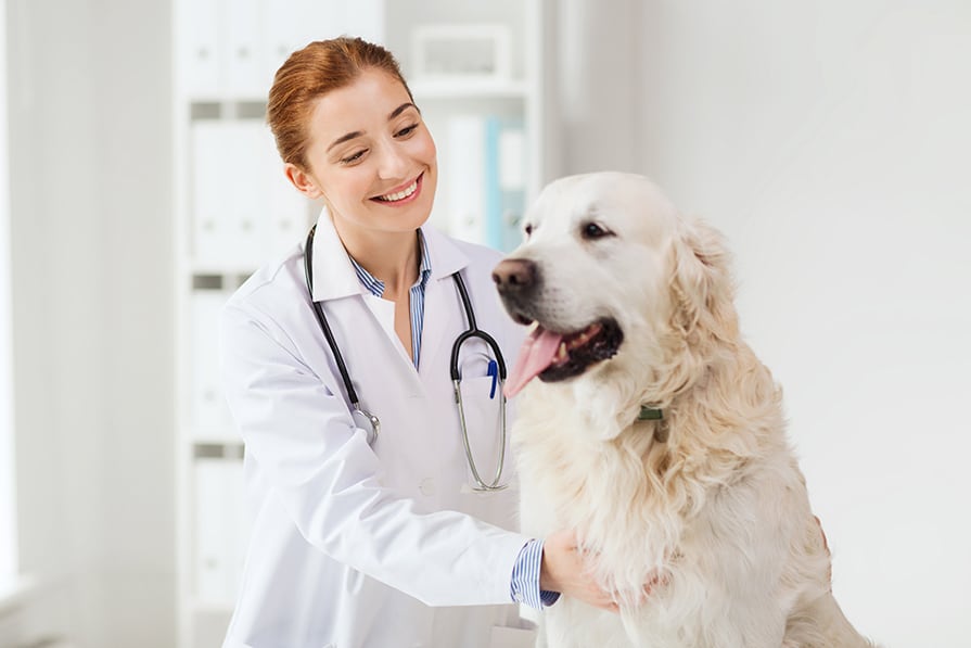 Why Urinalysis is an Important Diagnostic Test for Dogs & Cats