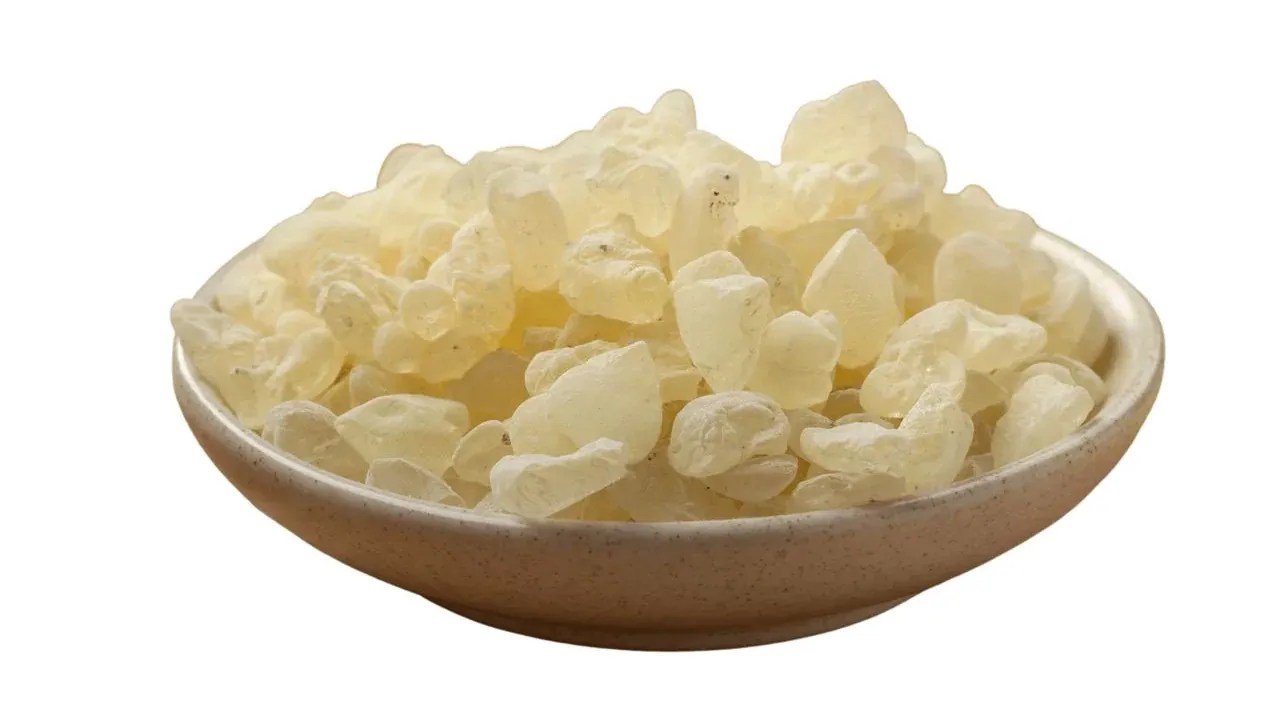 How to Properly Chew Chios Mastic Gum Sharp Coder Blog