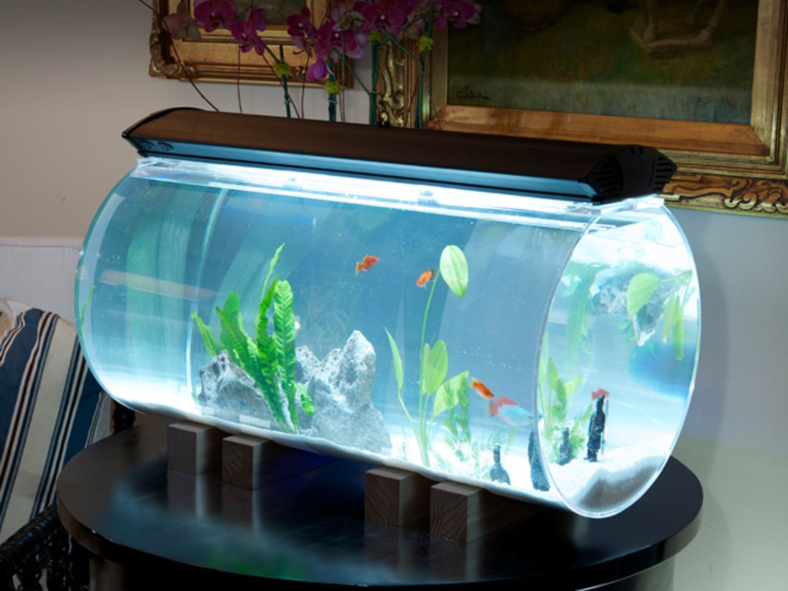 How Do I Start My Own Aquarium Business at Kenny Knox blog