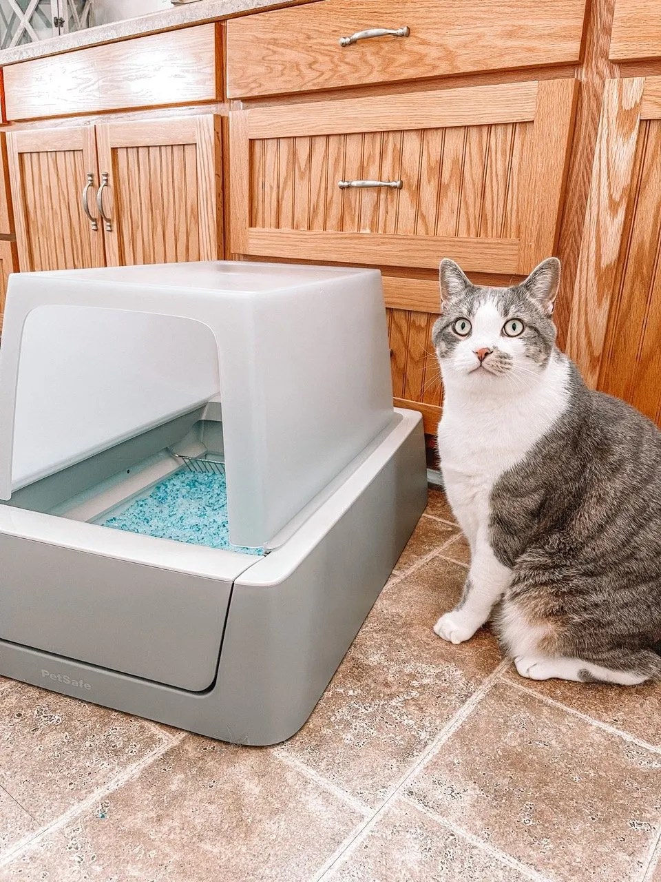 PetSafe ScoopFree Litter Box Review