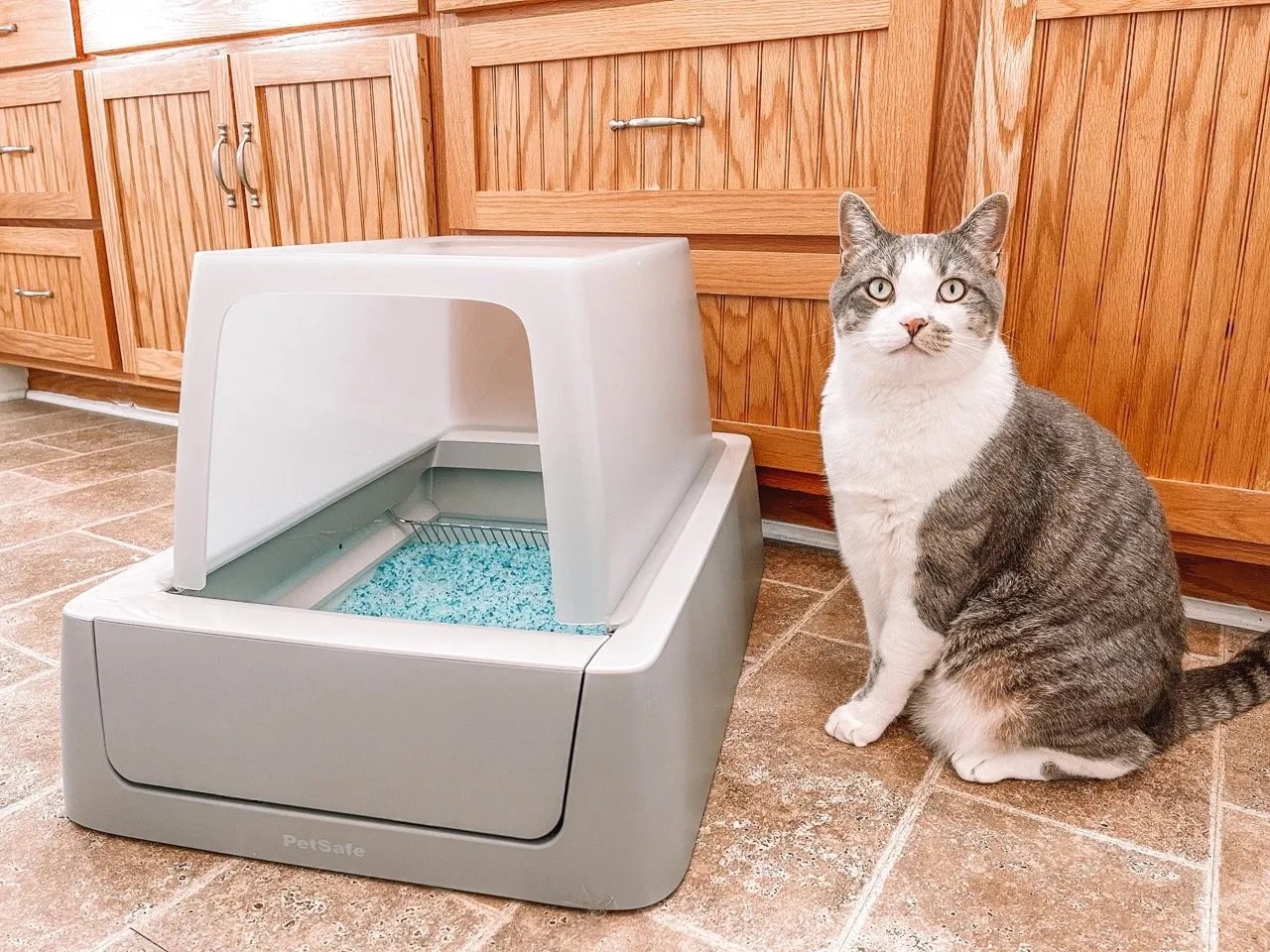 PetSafe ScoopFree Litter Box Review