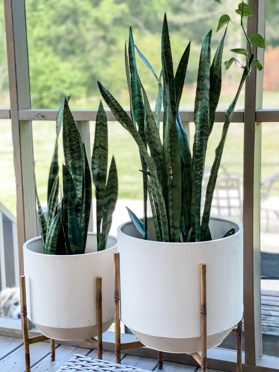 The Secret to Growing a Healthy Tall Snake Plant