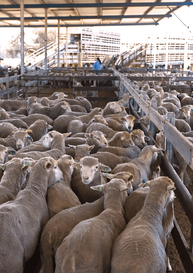 AustraliaSaudi MoU is the way to resume live export trade says