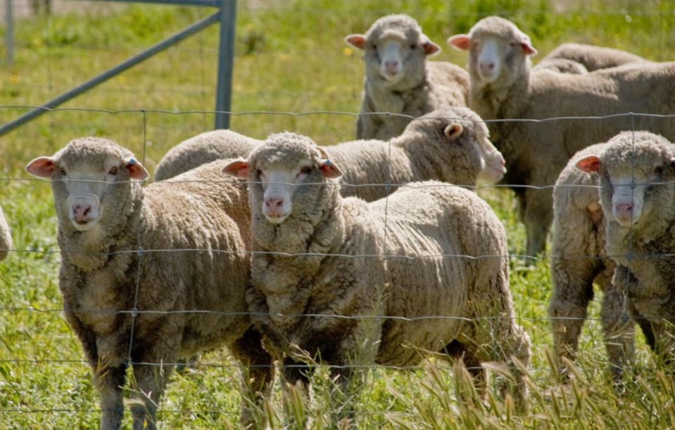 Would you like to know if your sheep smell good to blowflies? Sheep