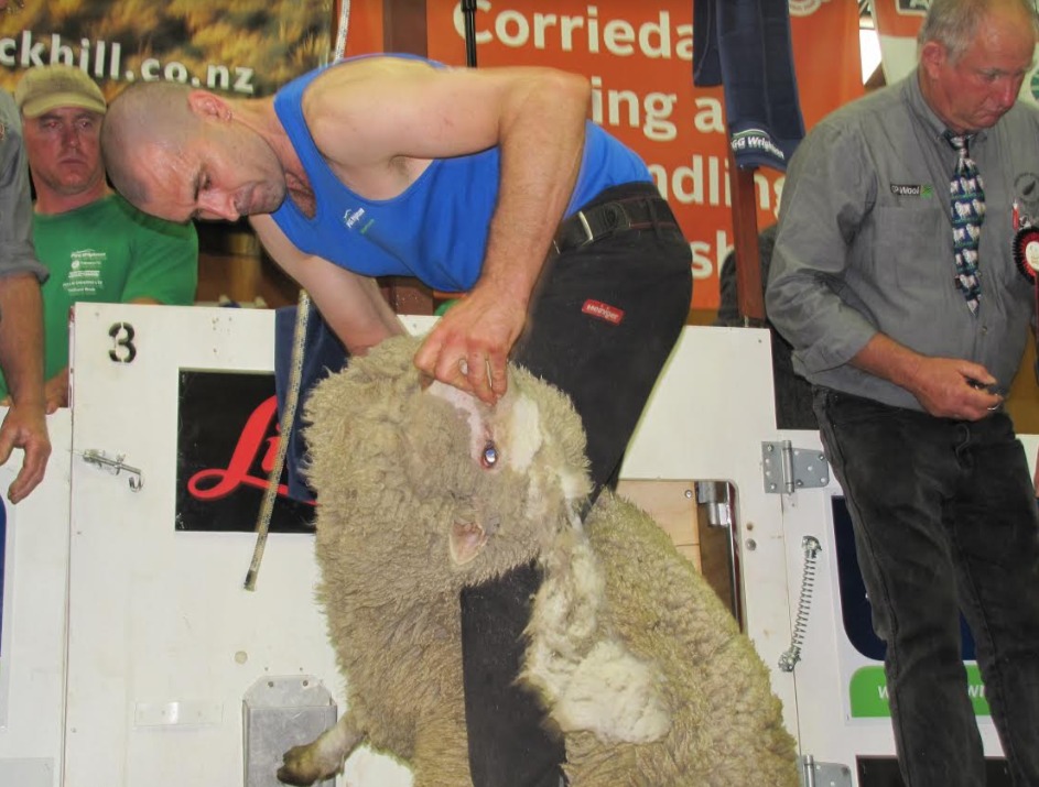New Zealand shearers get ready for transTasman test at Dubbo Sheep Central