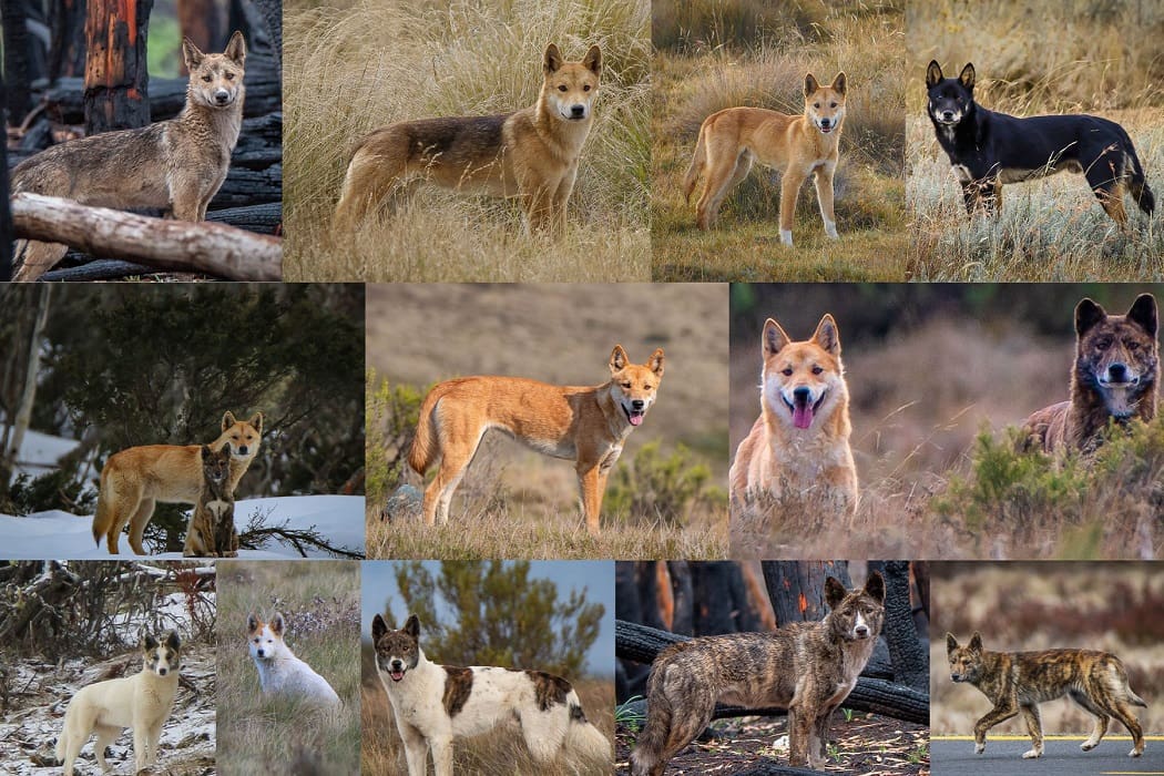 Dingo colour research will not affect wild dog control Sheep Central