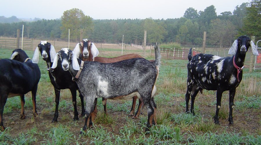 Purebred Nubian Dairy Goats