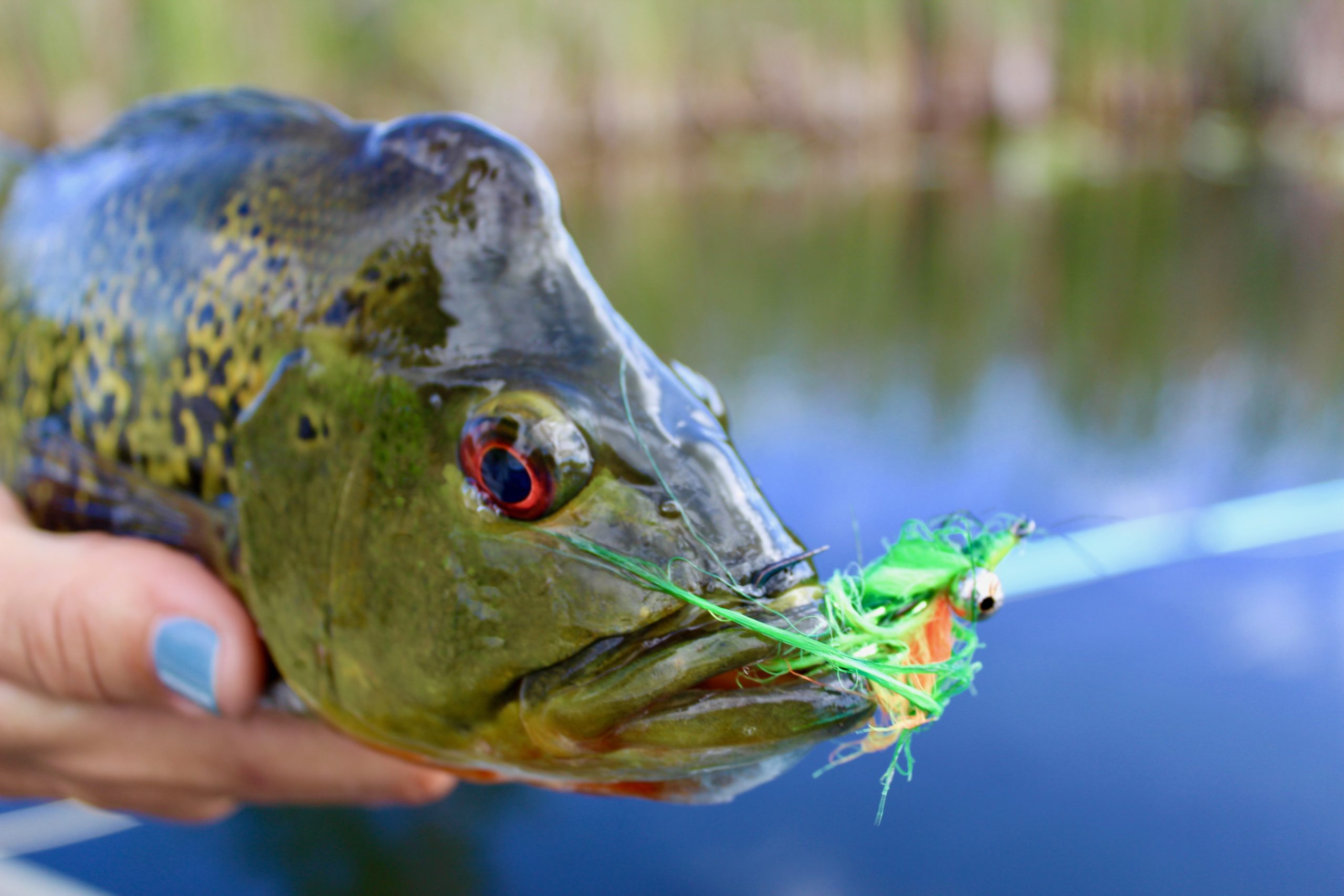 Southwest Florida Fishing Report and Forecast April 8, 2020 SheFishes2