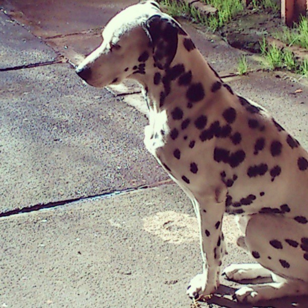 25 Random dog behaviors explained