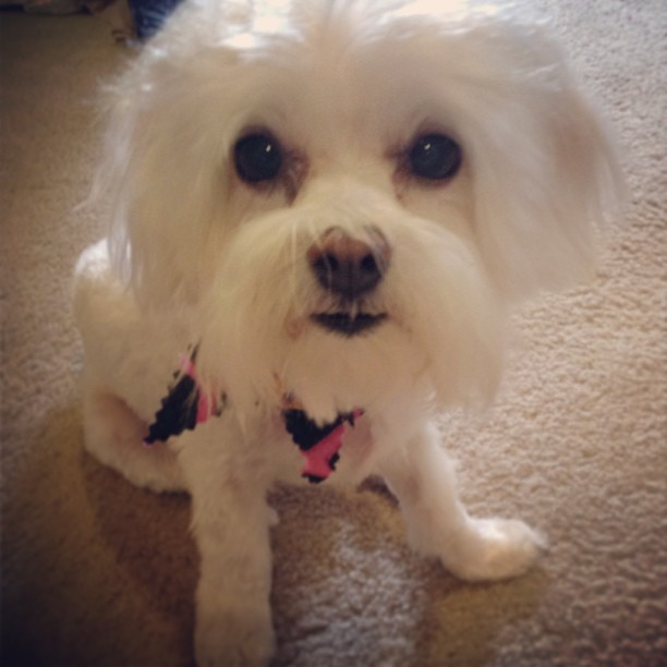 Top 10 longestliving dog breeds Page 4 SheKnows