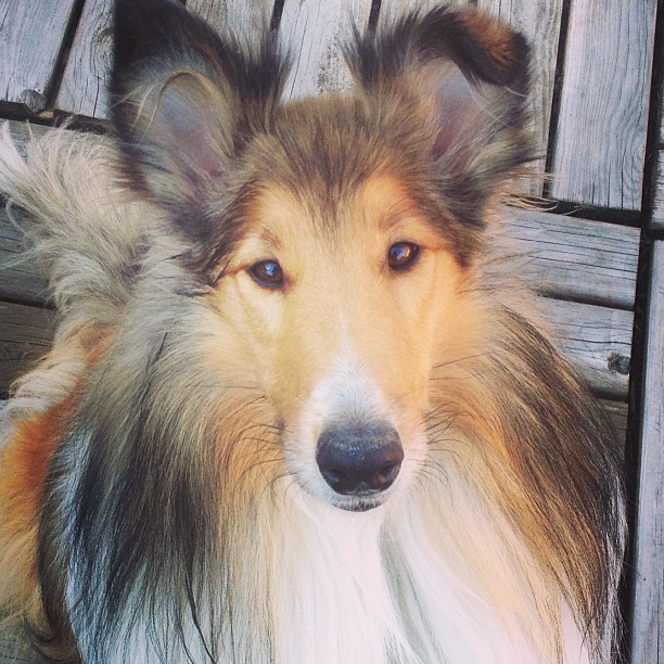 45+ Big Dog Breeds That Dont Shed A Lot l2sanpiero