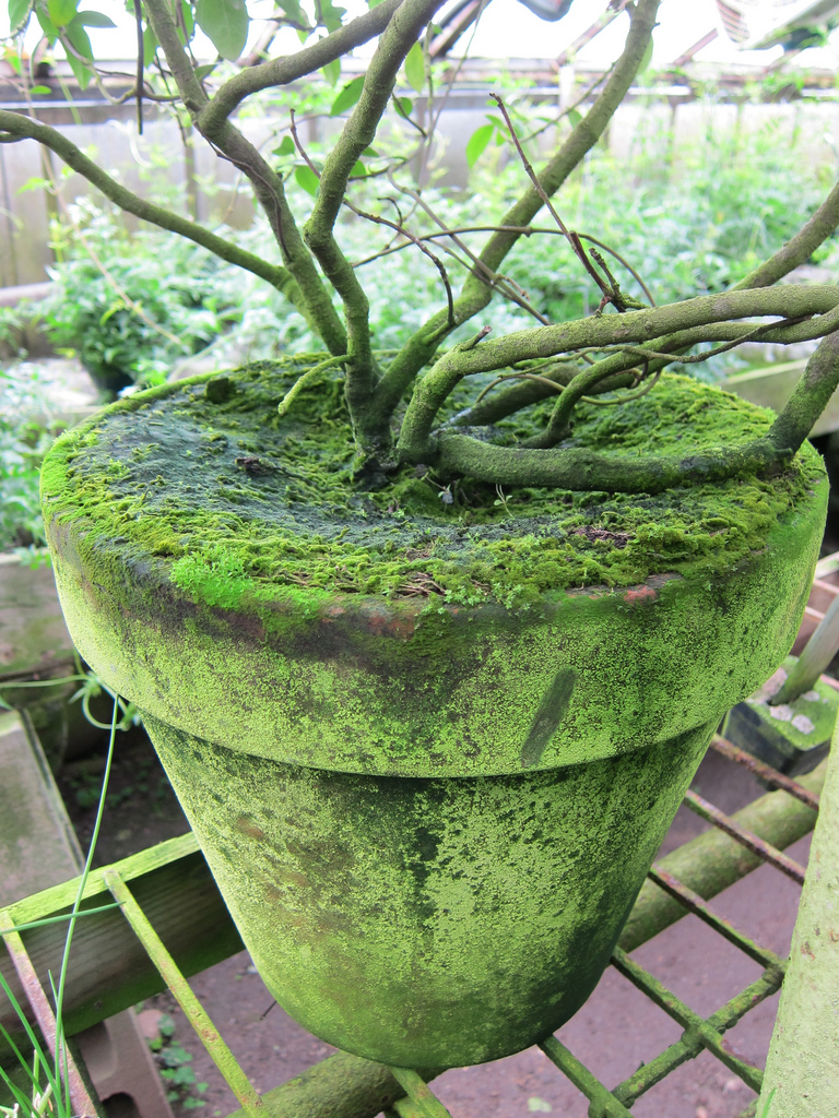 11 Surprisingly cool ways to dress up potted plants SheKnows