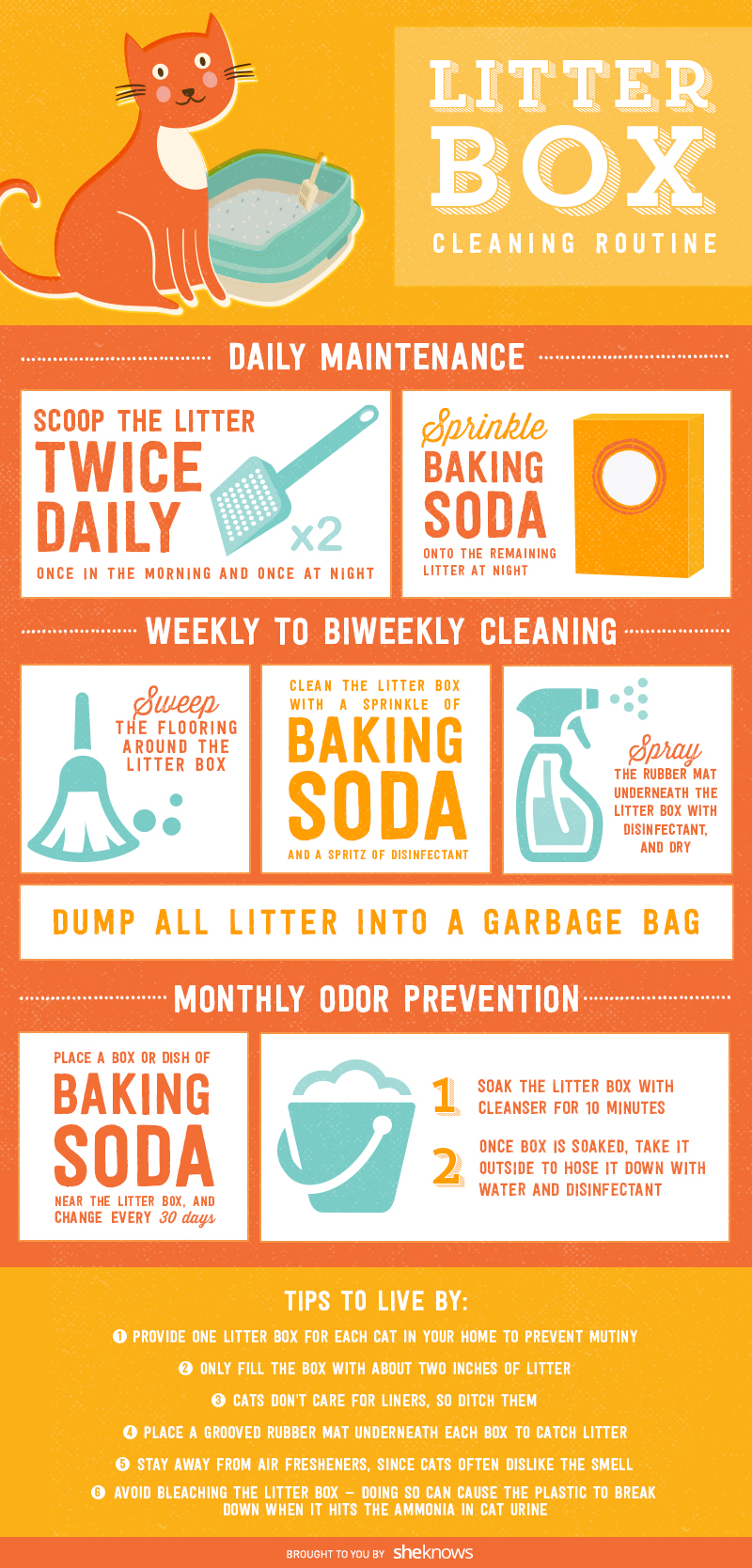 The perfect litter box cleaning routine (INFOGRAPHIC) SheKnows
