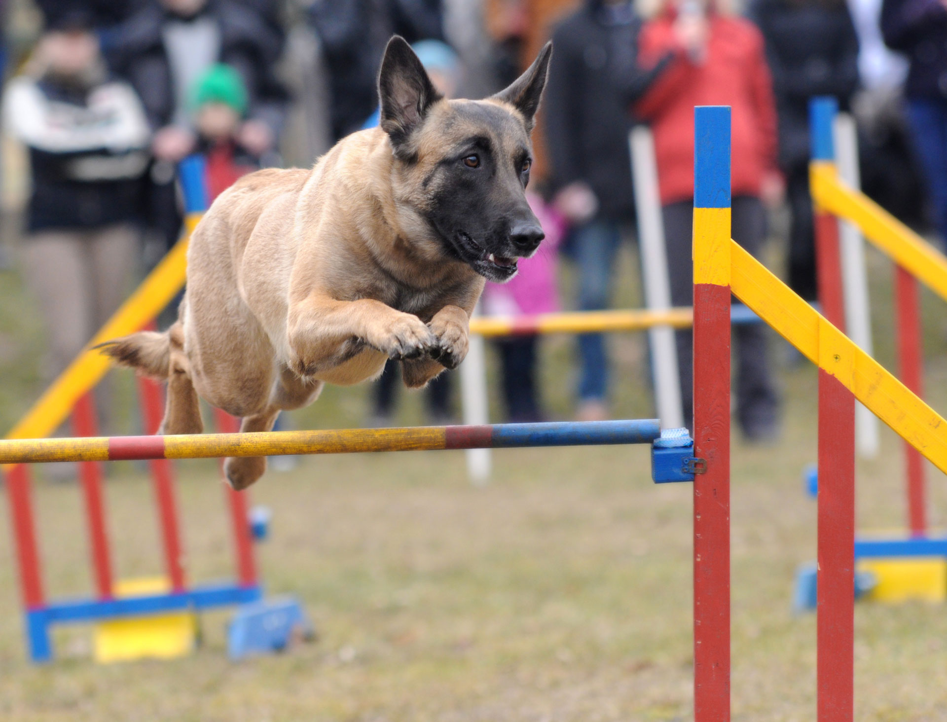 Fun sports to teach your dog to play SheKnows