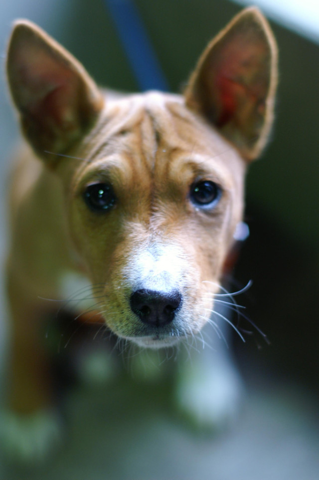 15 Dog Breeds That Don't Bark Excessively and Will Keep Your Neighbors