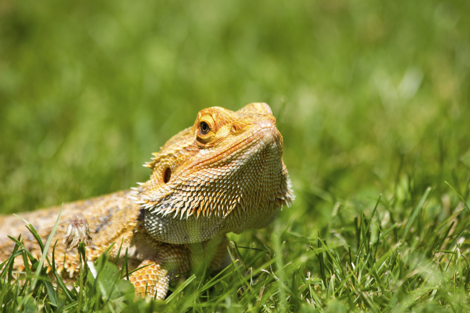 Affectionate Pets Besides Cats And Dogs Pets Retro