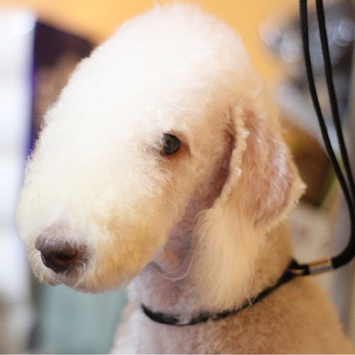 Top 10 funniest looking dog breeds SheKnows