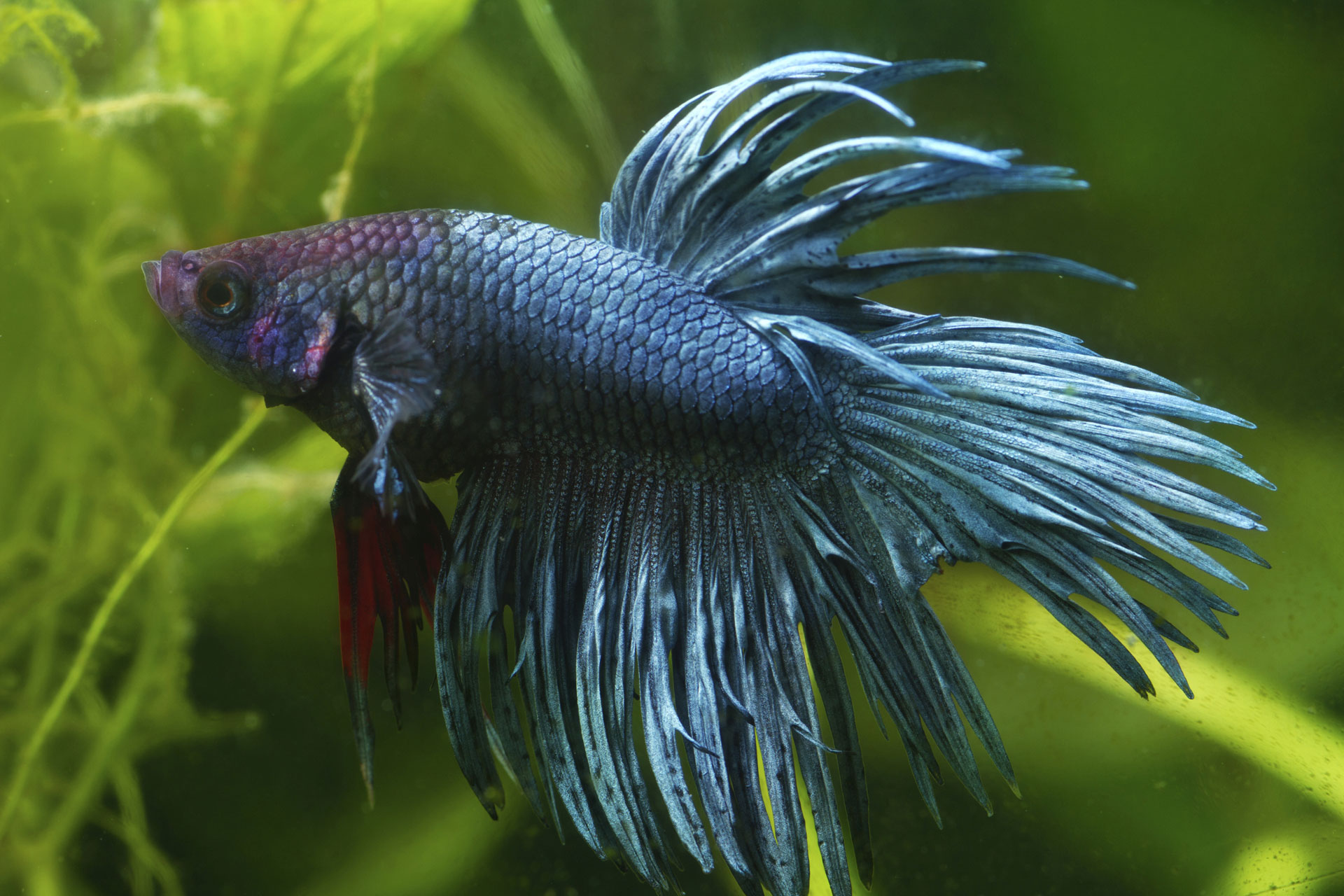 Beautiful fish that can be kept as pets