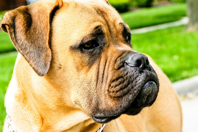 15 Dog Breeds That Don’t Bark Excessively and Will Keep
