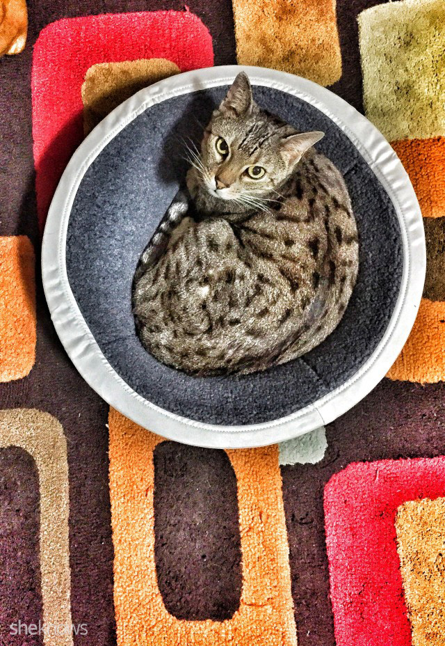 12 Tips for taking great photos of your cats SheKnows