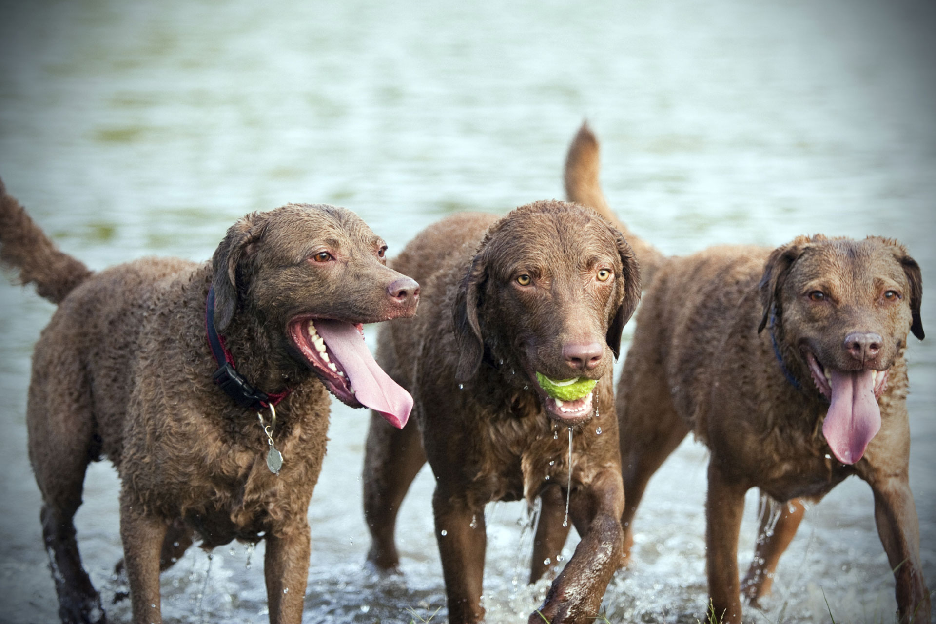 Dog breeds that love the beach SheKnows