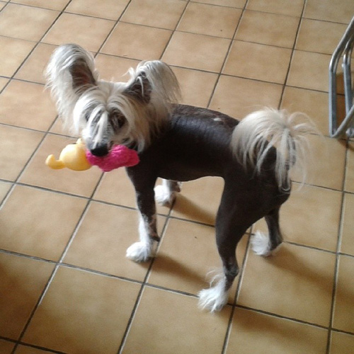 Top 10 funniest looking dog breeds SheKnows