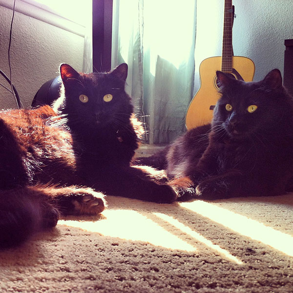 15 Black cats to get you in the Halloween spirit SheKnows