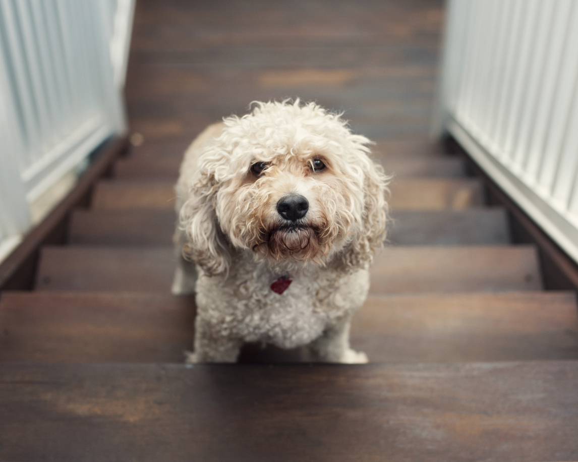 20 Popular & Cute Small Dog Breeds Page 3 SheKnows