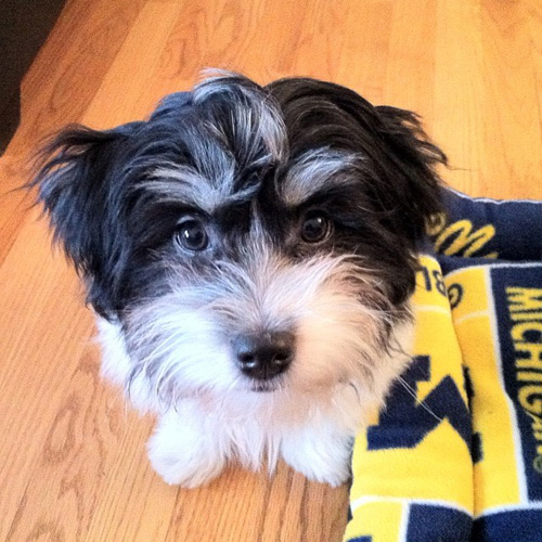 Top 10 dog breeds for kids with allergies SheKnows