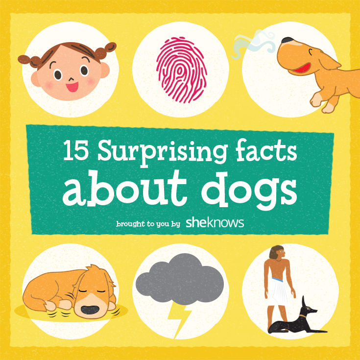 15 Surprising facts about dogs you should know (INFOGRAPHIC) SheKnows