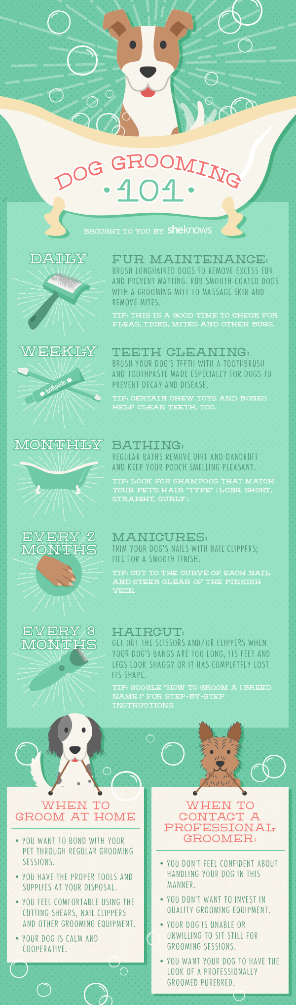 Dog grooming 101 A timeline of when to groom your dog (INFOGRAPHIC
