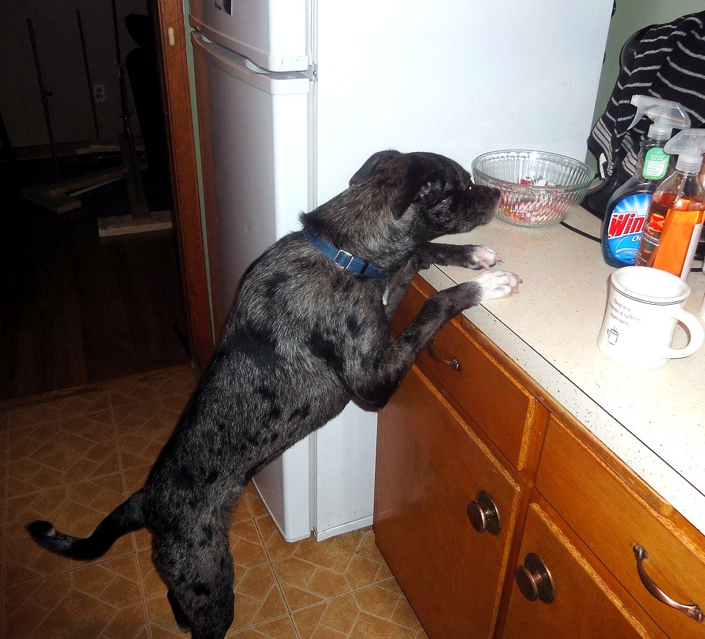 7 Dog training tips for the zombie apocalypse SheKnows