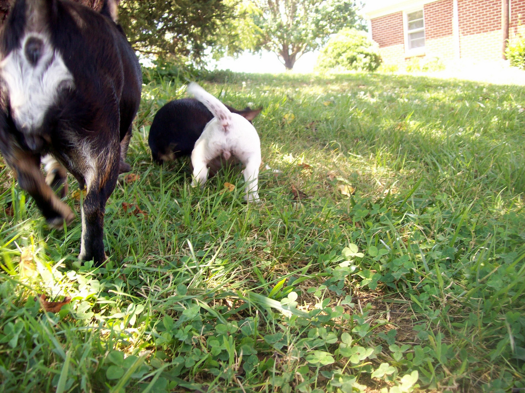 7 Weird things obsessed dog owners do