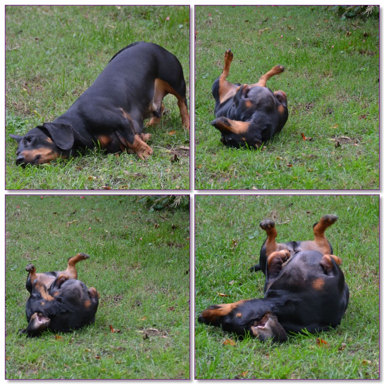 7 Dog training tips for the zombie apocalypse SheKnows