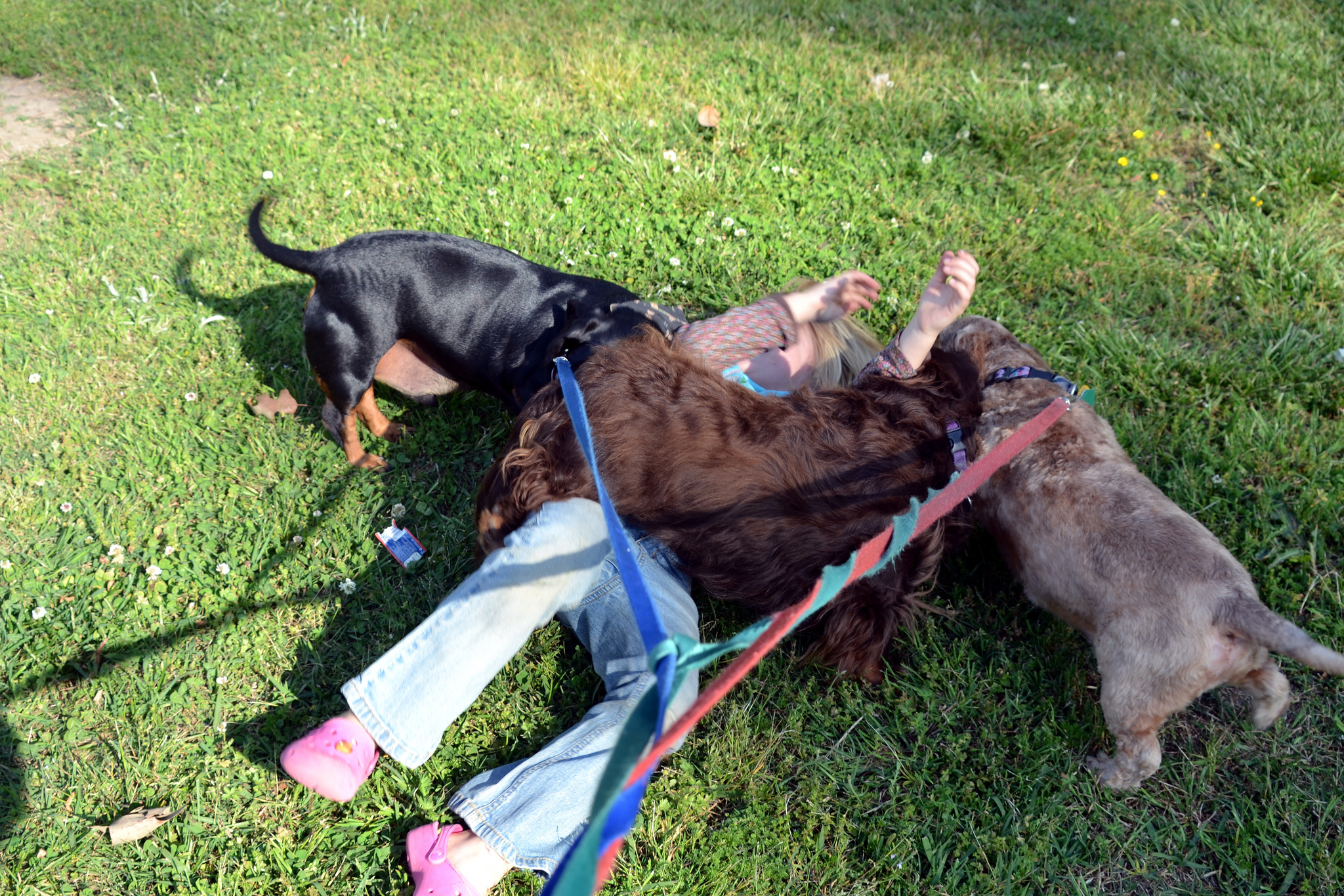 7 Dog training tips for the zombie apocalypse SheKnows