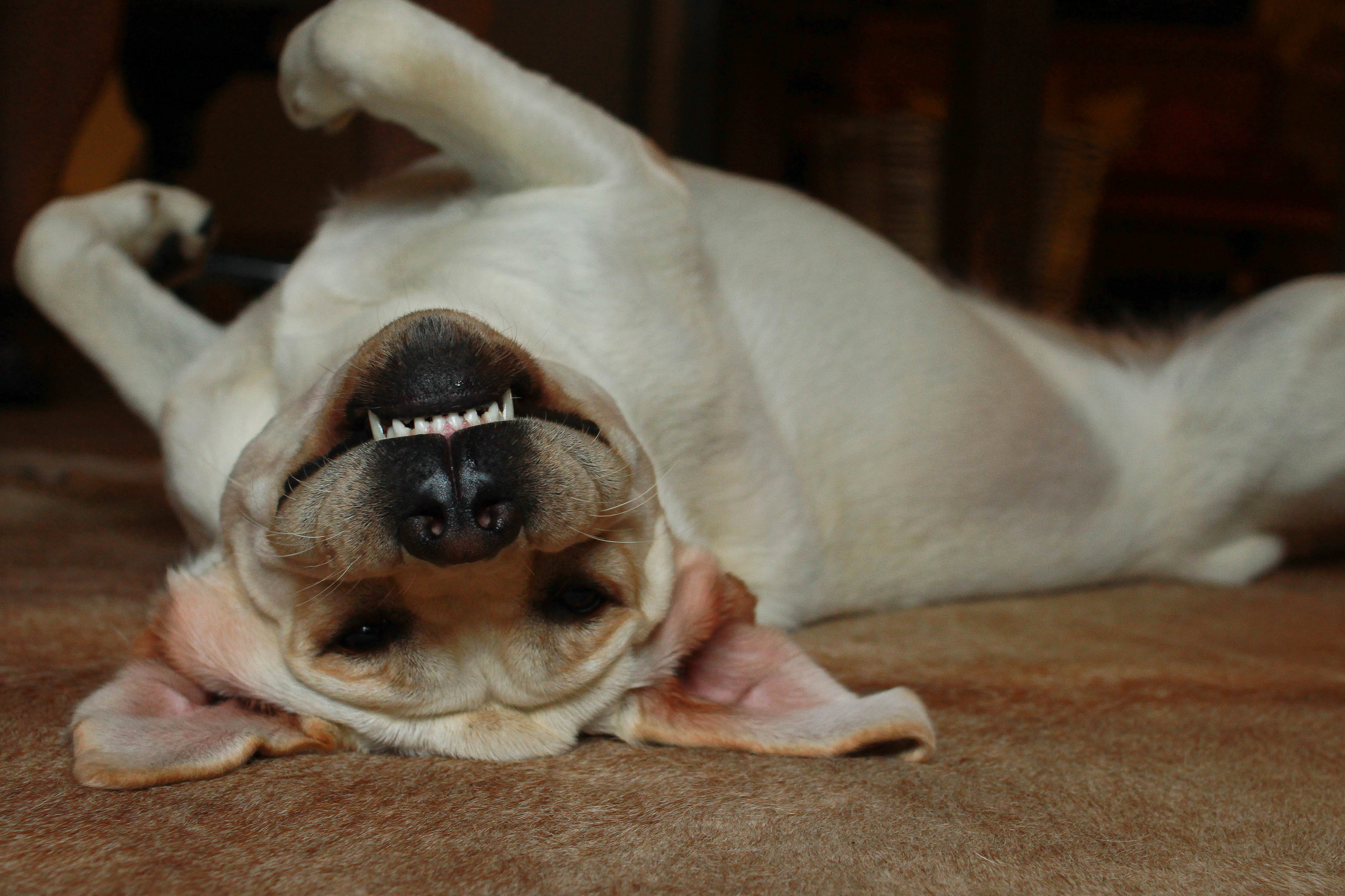 7 Weird things obsessed dog owners do SheKnows