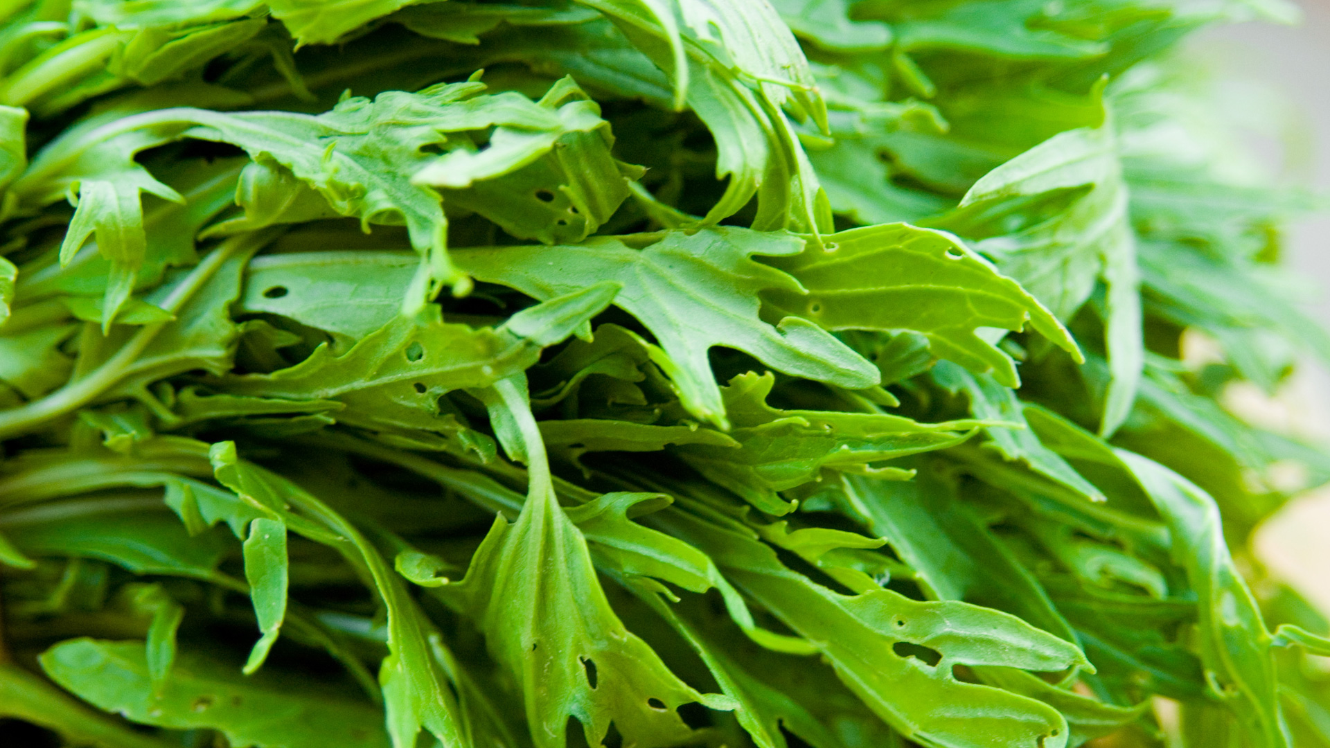 5 Exotic Asian greens to grow in your fall garden