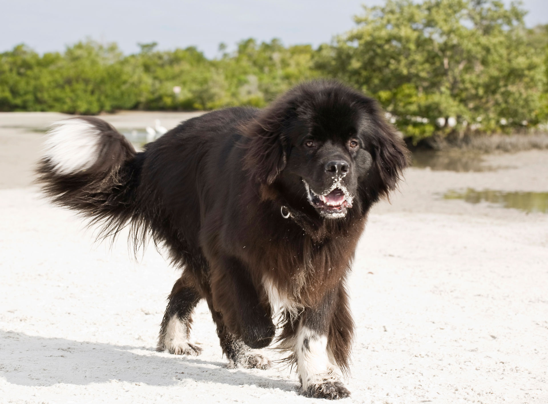 Dog breeds that love the beach SheKnows