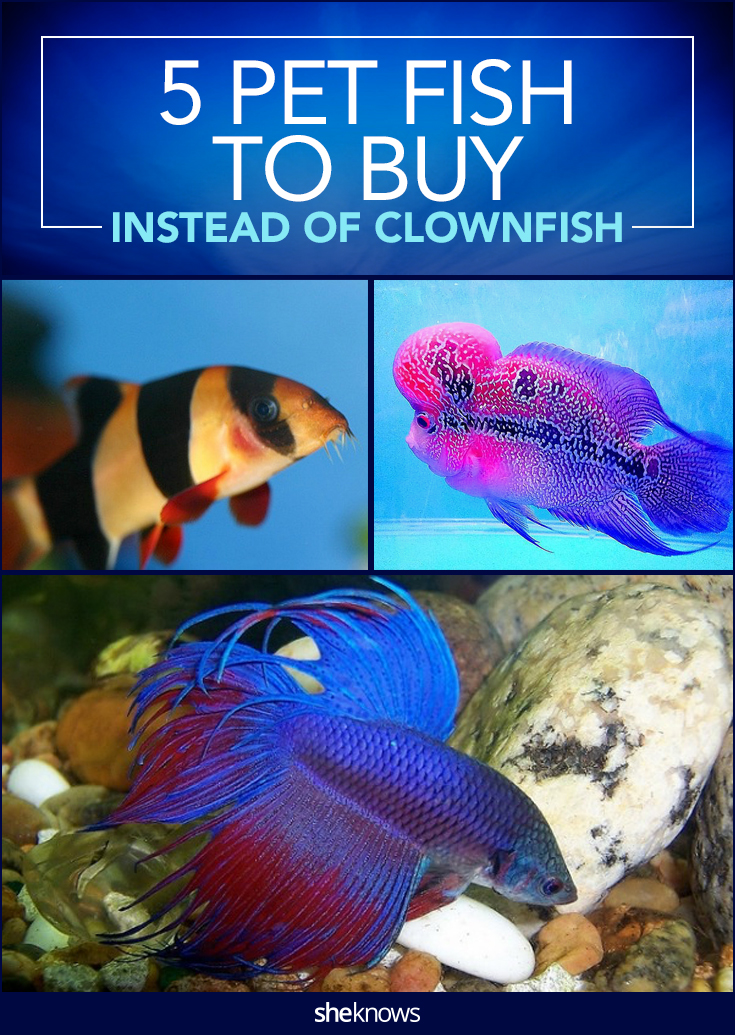 We really need to stop buying pet clownfish and try these 5 fish instead