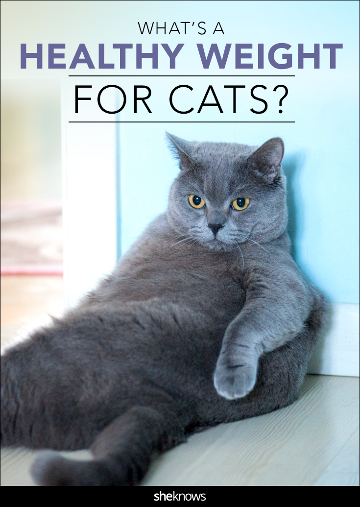 What's a Healthy Weight for Cats?
