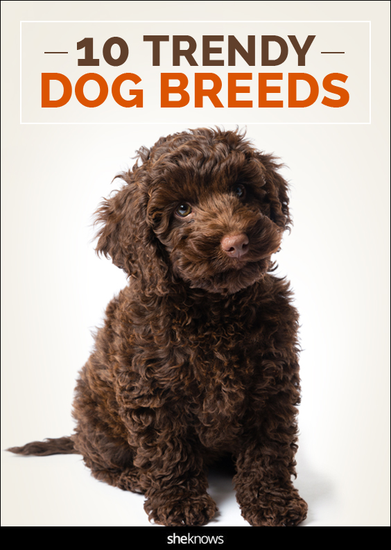 10 trendy dog breeds to consider if you want to earn a spot on the cool
