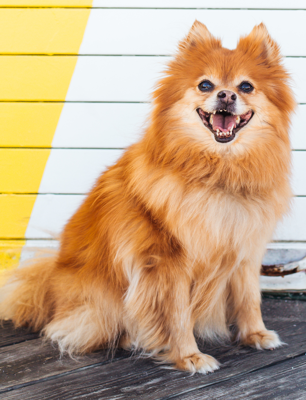12 Dog Breeds That Actually Get Along Great With Cats
