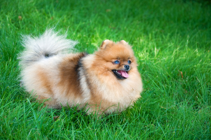 The Top 14 Small Dog Breeds — Because Everybody Loves a