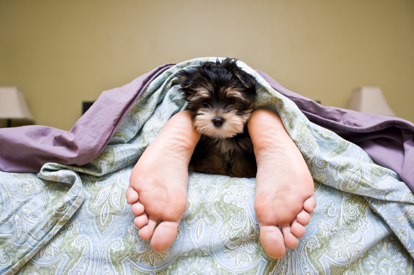 Why Do Dogs Like Sleeping On Your Bed