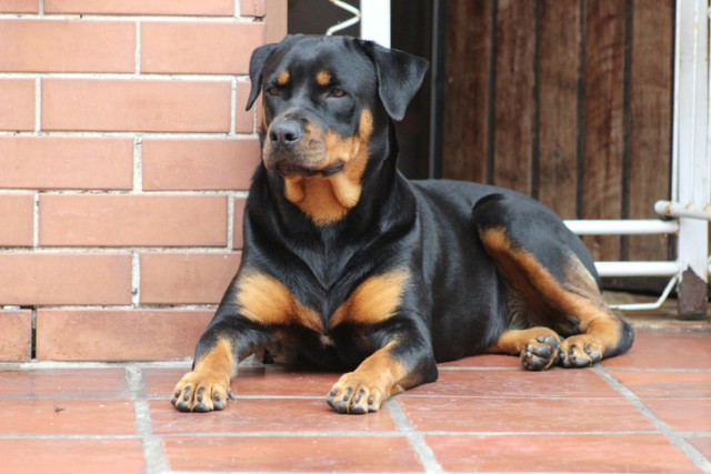 Top 10 guard dogs that will protect your home better than a security