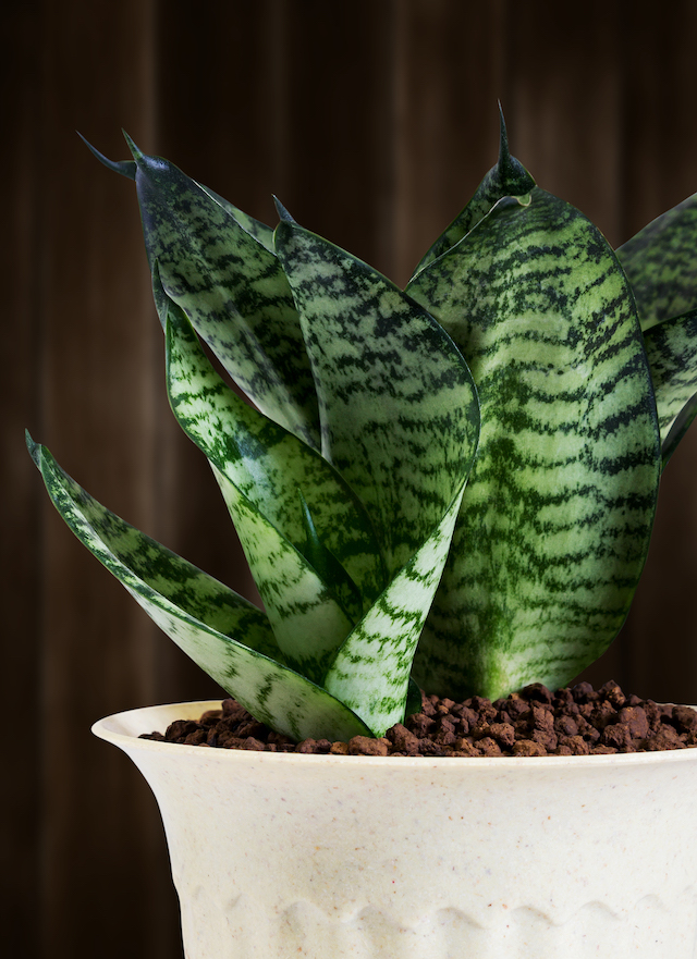 The LowLightLoving Houseplants That Can Survive Even in a Sun
