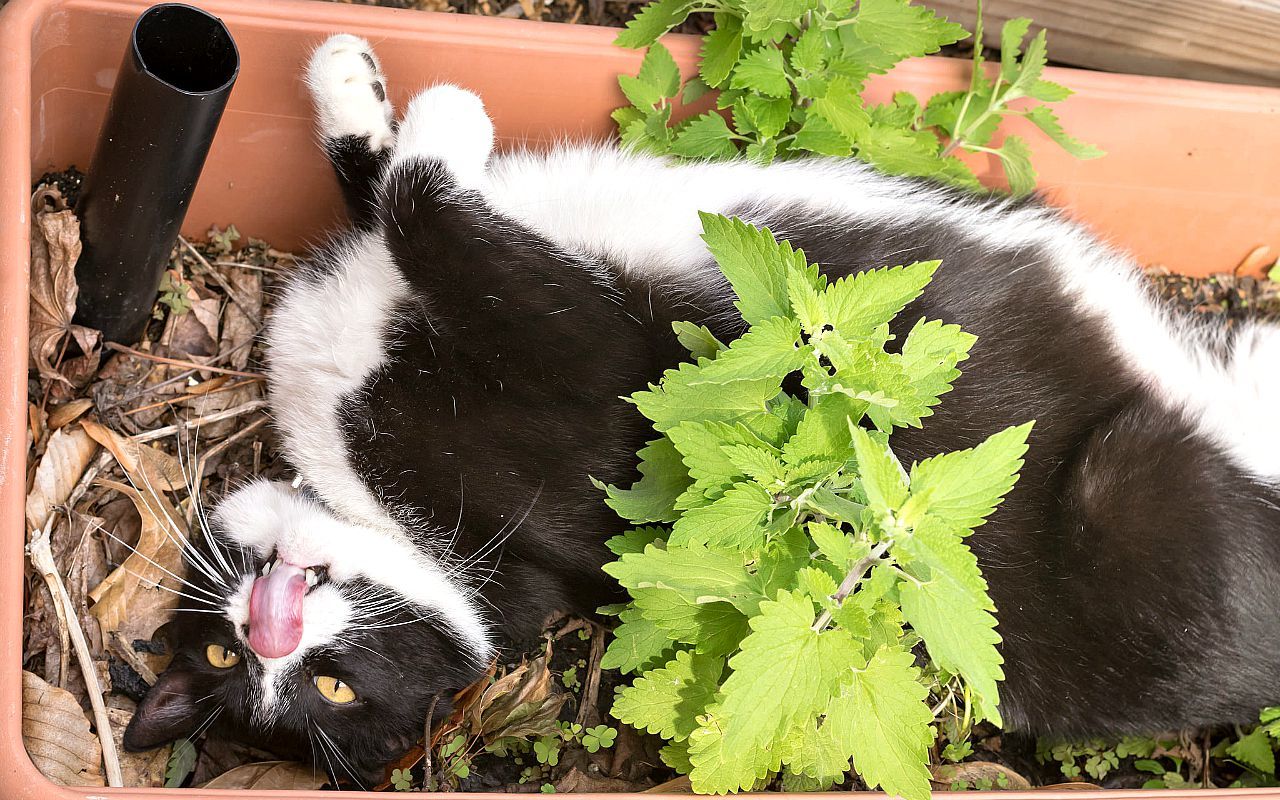 Catnip facts to know before giving any to your kitty SheKnows