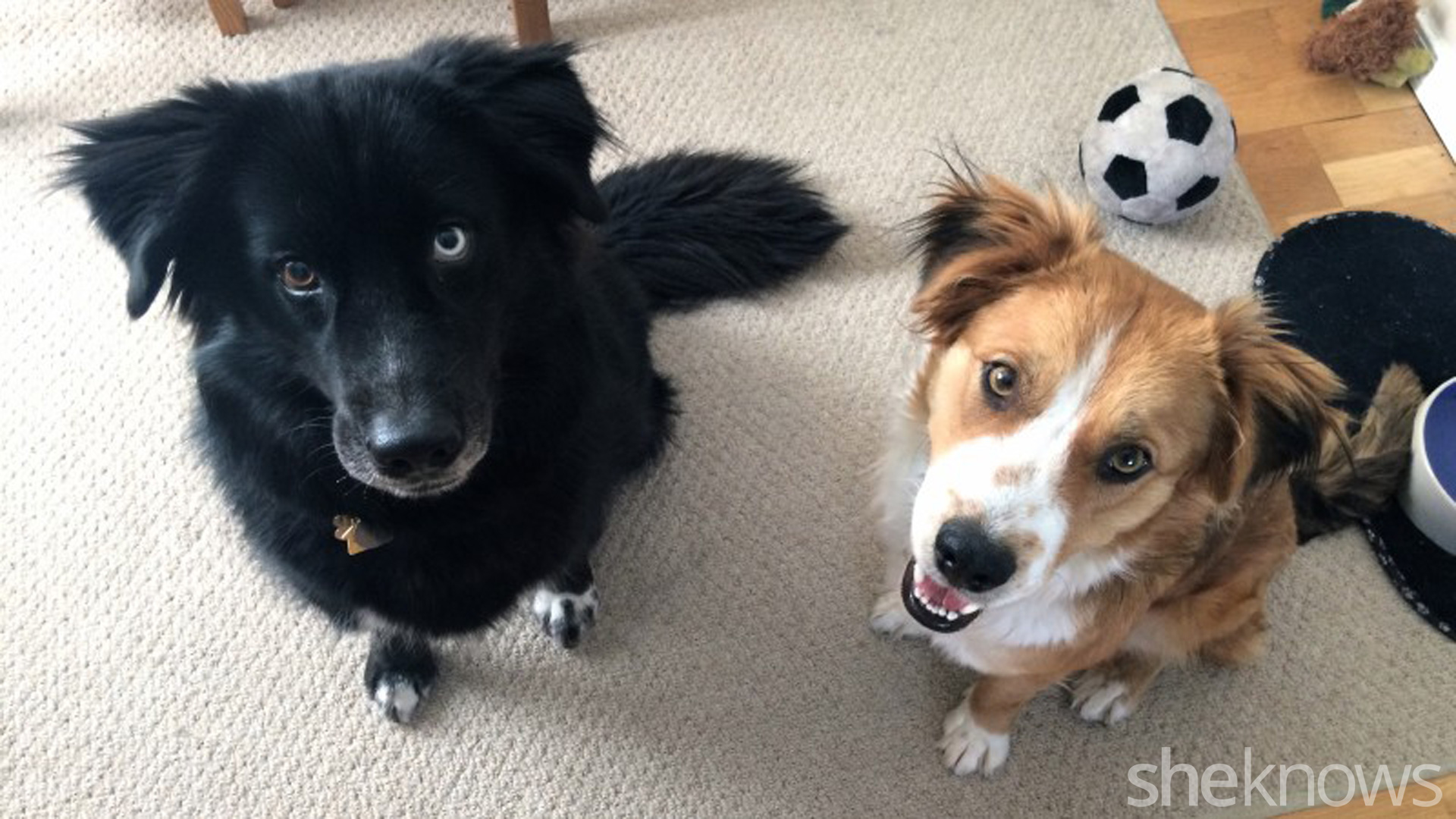 12 Rules to follow when you adopt a second dog