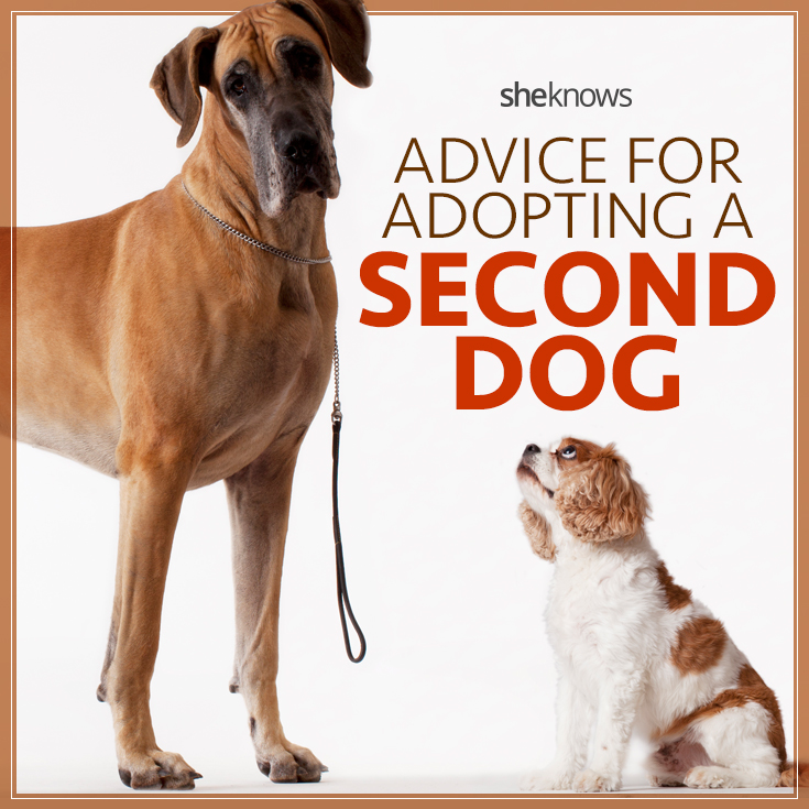12 Rules to follow when you adopt a second dog SheKnows