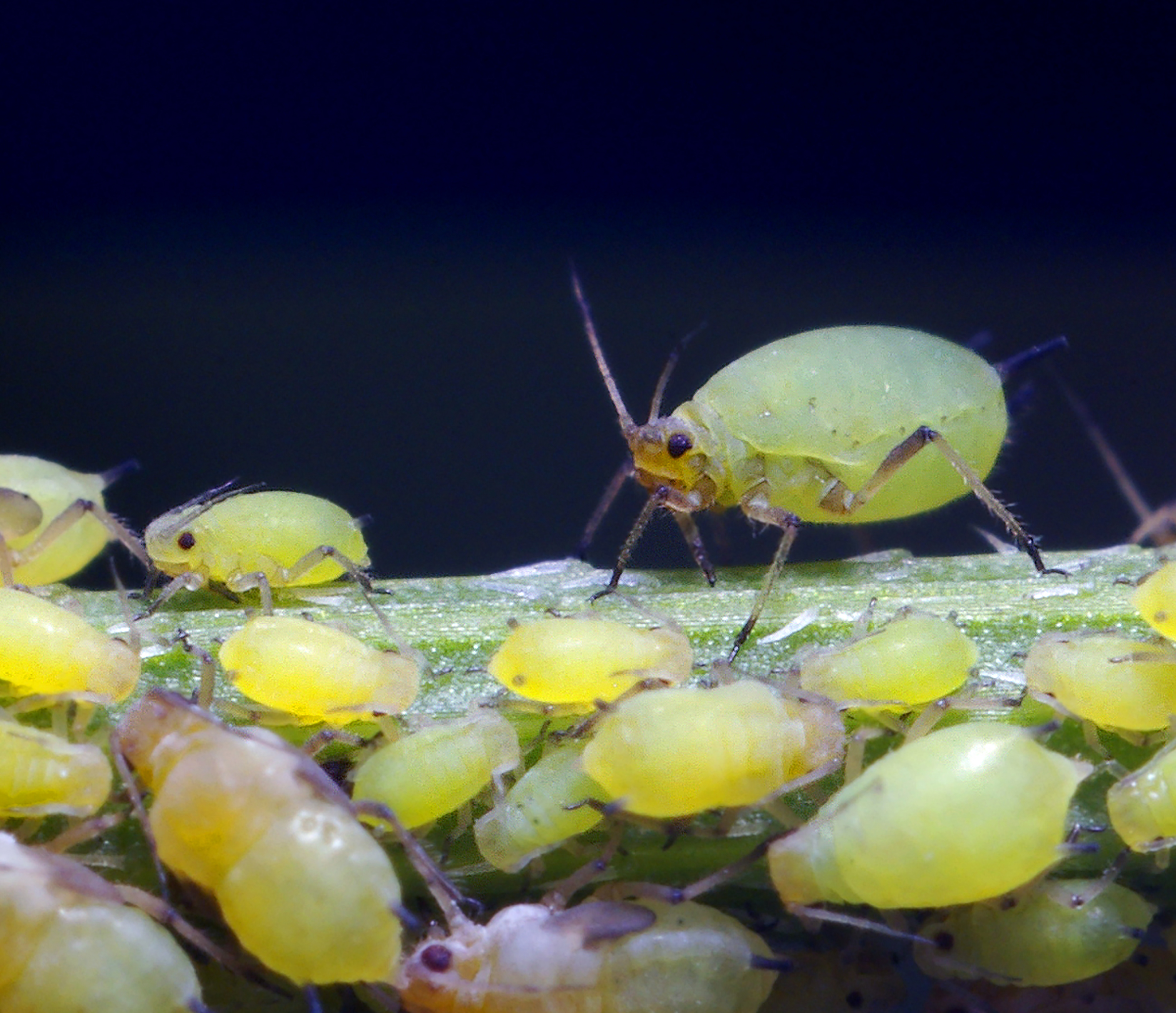 5 Creepy crawly bugs that could be living in your houseplants SheKnows